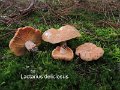 Lactarius deliciosus-amf1096